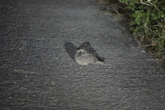 Caprimulgus affinis stictomus