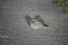 Caprimulgus affinis stictomus