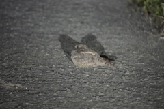 Caprimulgus affinis stictomus