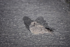 Caprimulgus affinis stictomus