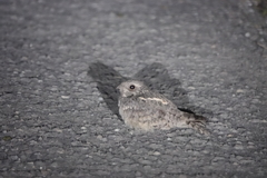 Caprimulgus affinis stictomus