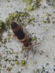 Entomobrya albocincta