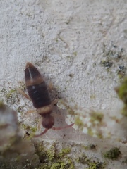 Entomobrya albocincta