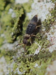 Entomobrya albocincta
