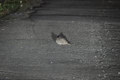 Caprimulgus affinis stictomus