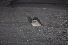 Caprimulgus affinis stictomus