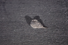 Caprimulgus affinis stictomus