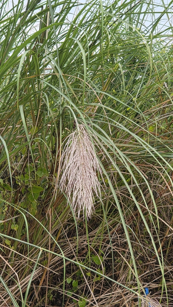 Gelagah (Saccharum spontaneum)
