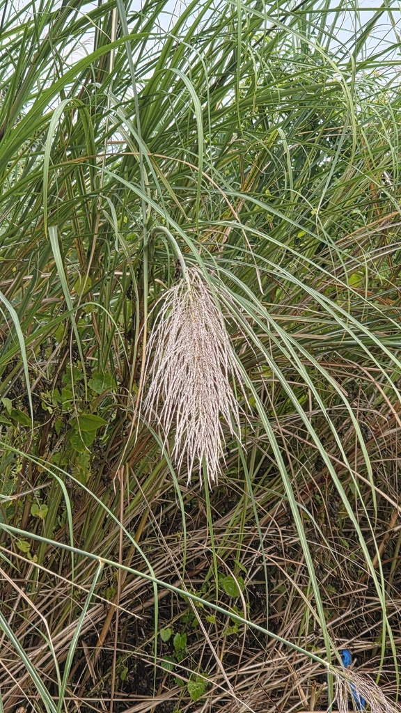 Kash (Saccharum spontaneum)
