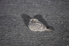 Caprimulgus affinis stictomus