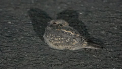 Caprimulgus affinis stictomus