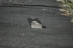 Caprimulgus affinis stictomus