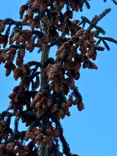 Engelmann spruce (Picea engelmannii)