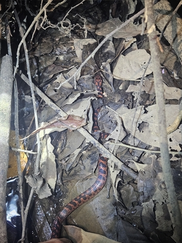 Mangrove Cat-eyed Snake