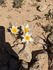 Tulipa biflora