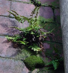 Asplenium adiantum-nigrum