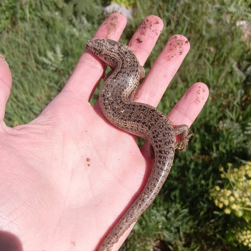Ocellated Bronze Skink