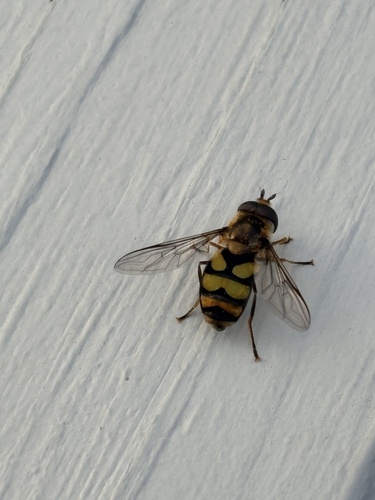 Unknown species found near Unicoi State Park & Lodge, Helen, GA, US