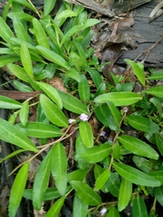 Eremophila debilis