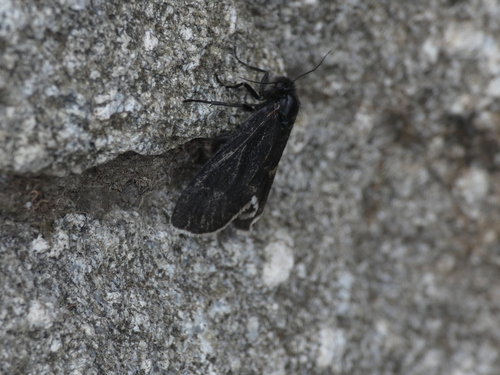 Typhonia ciliaris