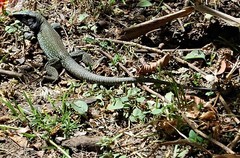 Ameiva atrigularis