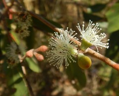 Eucalyptus arenacea