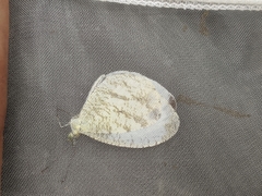 Leptosia nina niobe