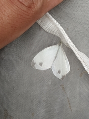 Leptosia nina niobe