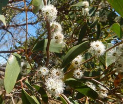 Eucalyptus arenacea