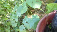 Monstera tacanaensis, photograph Fabian Orozco, CC BY, iNaturalist via GBIF