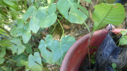 Monstera tacanaensis, photograph 5