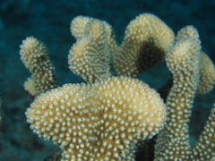 Pocillopora grandis
