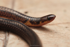 Sumatra Dwarf Snake photo 1