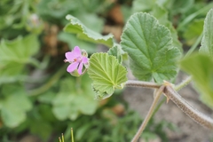 Erodium alnifolium
