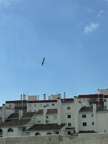 Avistamiento Gaviota patiamarilla