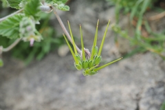 Erodium alnifolium