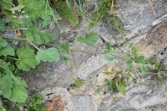 Erodium alnifolium