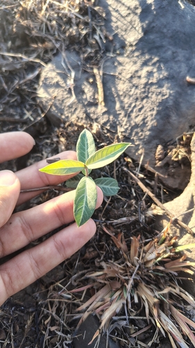 Indian Sarsaparilla (Hemidesmus indicus)