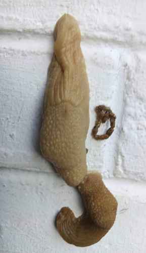 Polytoxon robustum