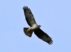 Buteo buteo buteo