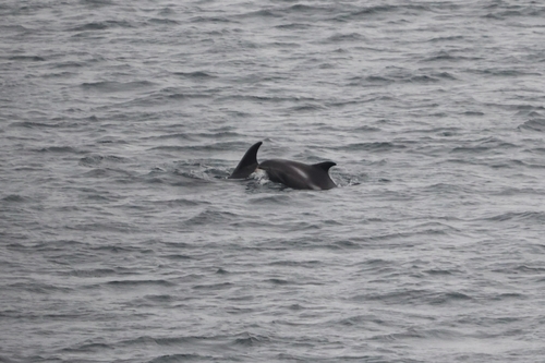 White-beaked Dolphin