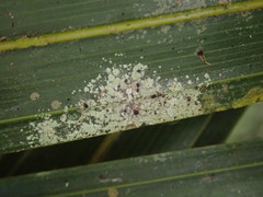 Pilocarpaceae