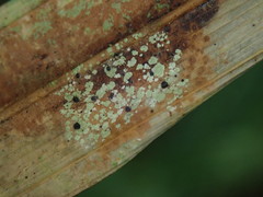 Pilocarpaceae