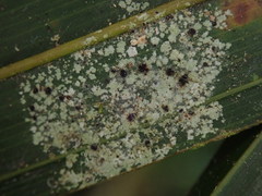 Pilocarpaceae