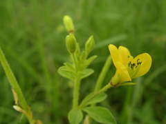 Arivela viscosa image