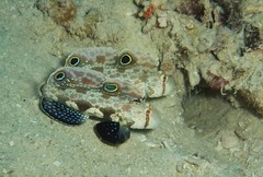 Signigobius biocellatus