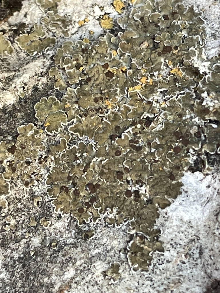 Solenopsora marina