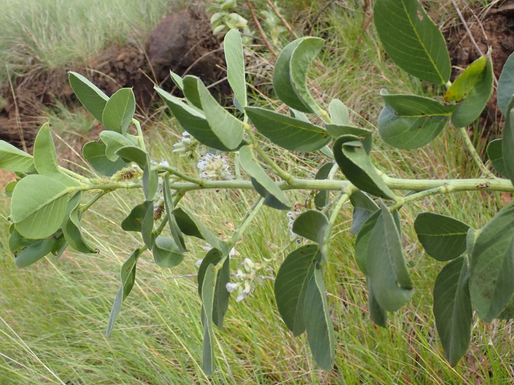 Cullen gaudichaudianum (Cullen gaudichaudianum)