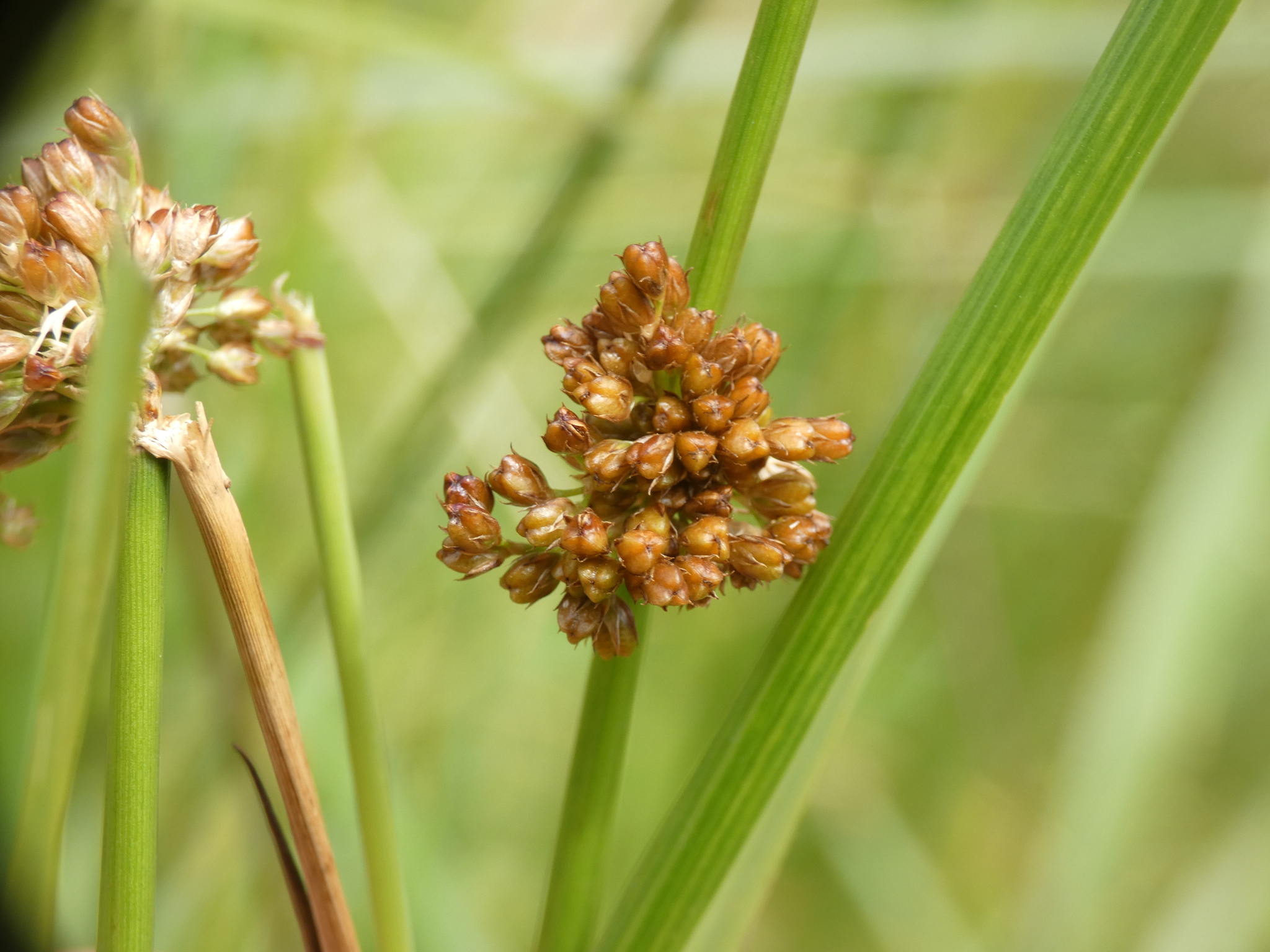 Compact Rush (Juncus conglomeratus)