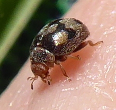 Afidentula godarti